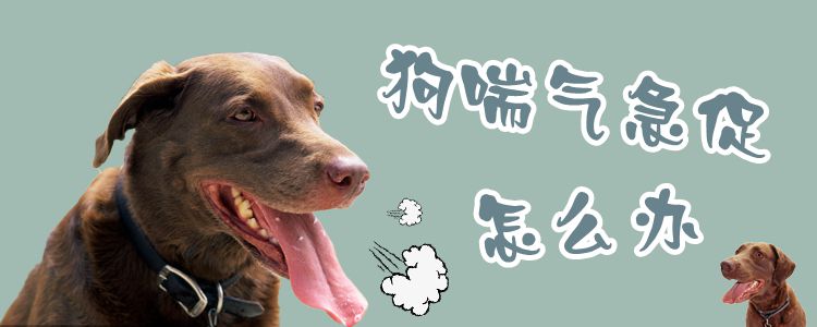 狗喘氣急促怎么辦