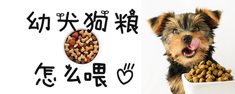 幼犬狗糧怎么喂