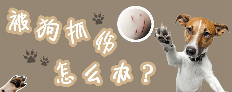 被狗抓傷怎么辦