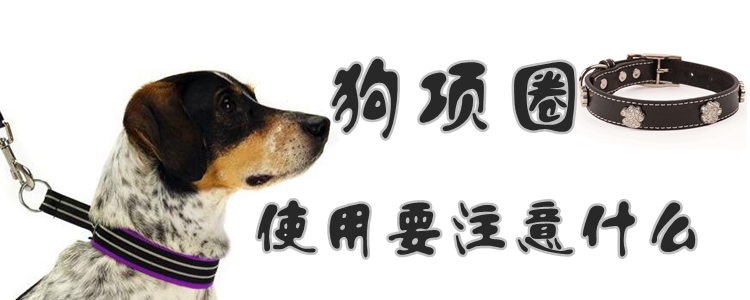 狗項(xiàng)圈使用要注意什么