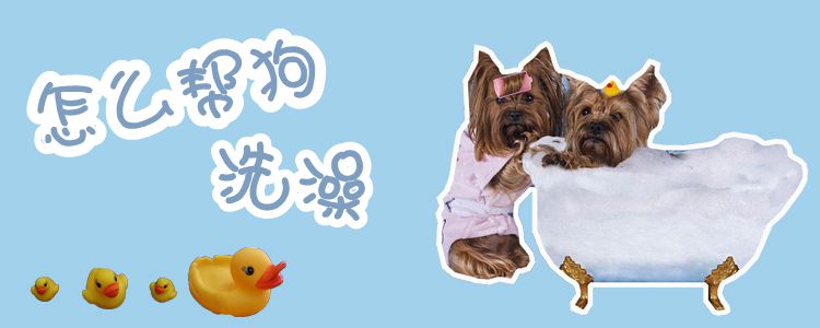 怎么幫狗洗澡