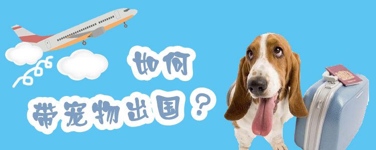如何帶寵物出國