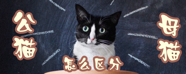 公貓母貓怎么區(qū)分