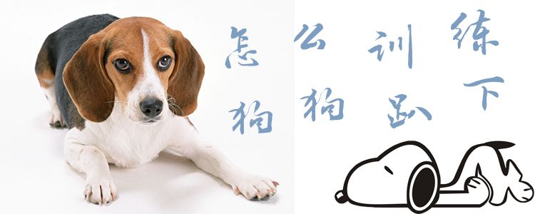 如何訓(xùn)練狗趴下1