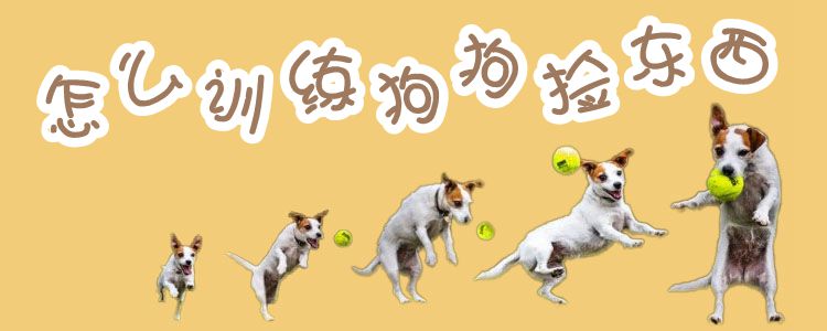 怎么訓練狗狗撿東西