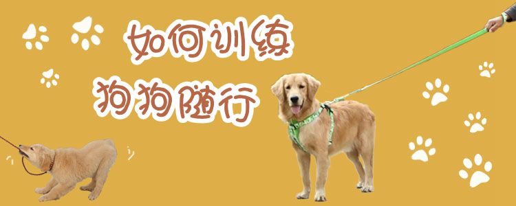 如何訓(xùn)練狗狗隨行