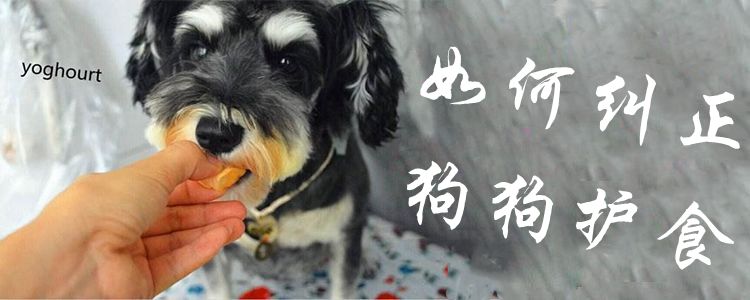 狗狗護(hù)食怎么糾正