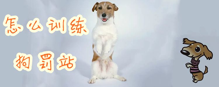 怎么訓練狗罰站