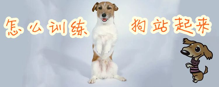 怎么訓練狗站起來