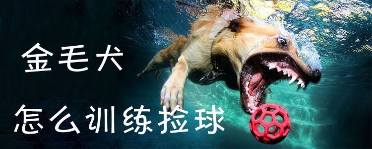 金毛犬怎么訓(xùn)練撿球1