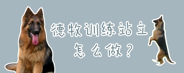 德牧訓練站立怎么做
