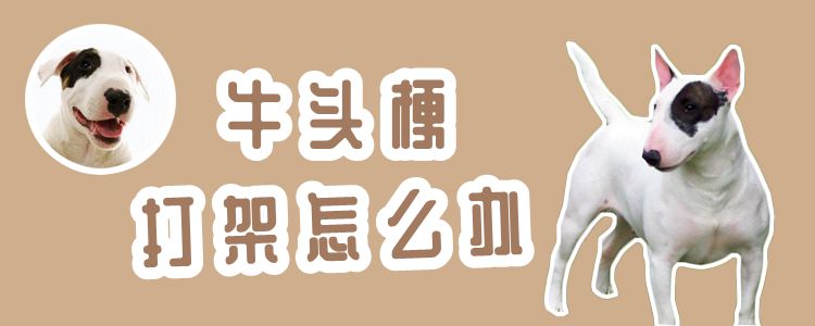 牛頭梗打架怎么辦