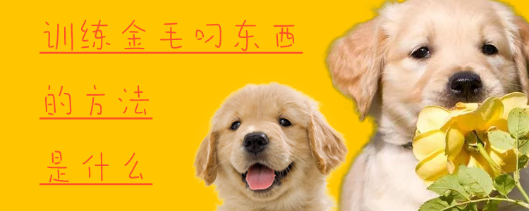 訓練金毛叼東西的方法是什么