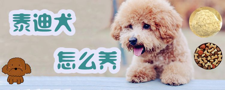 泰迪犬怎么養(yǎng)