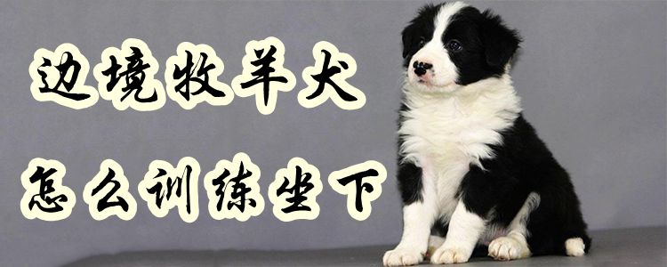 邊境牧羊犬怎么訓練坐下1