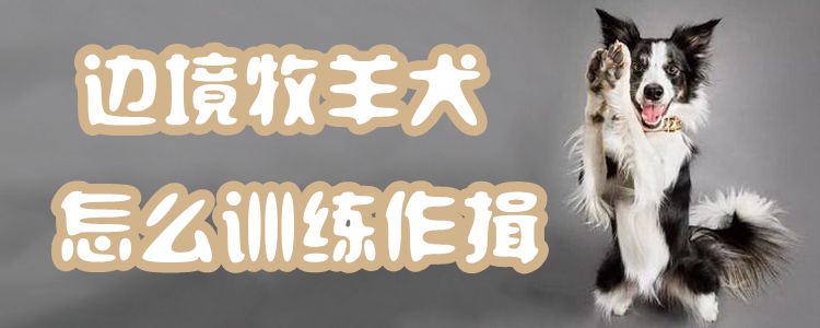 邊境牧羊犬怎么訓練作揖