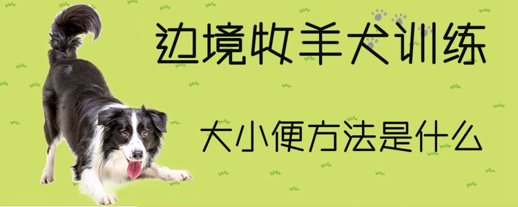 邊境牧羊犬訓練大小便方法是什么