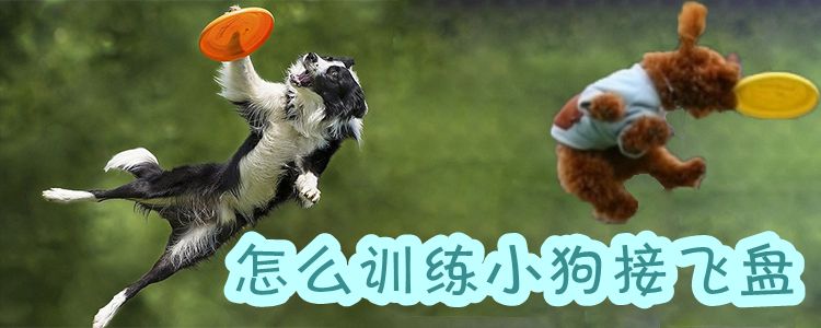 怎么訓(xùn)練小狗接飛盤1
