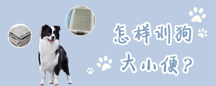 怎樣訓(xùn)狗大小便