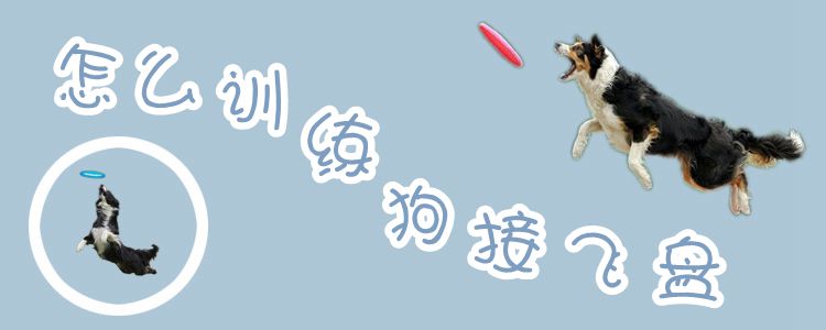 怎么訓練狗接飛盤