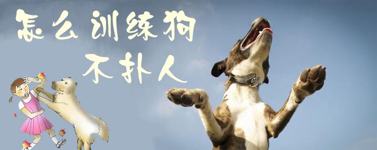 怎么訓練狗不撲人