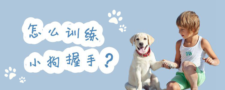 怎么訓練小狗握手