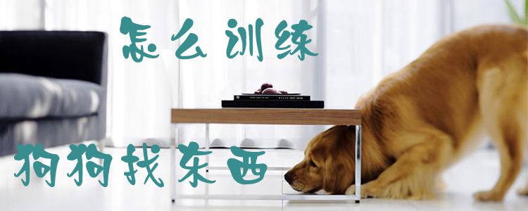 怎么訓練狗狗找東西