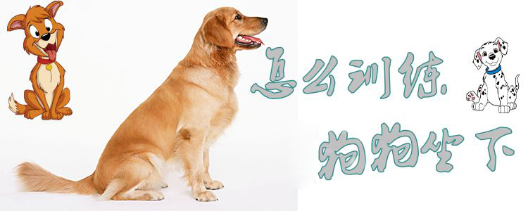 怎么訓練狗狗坐下