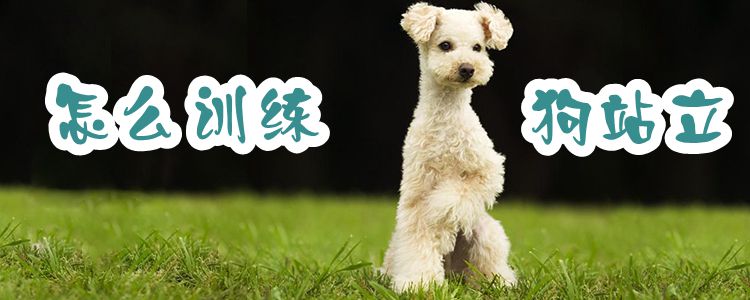 怎么訓練狗站立