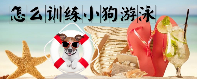 怎么訓(xùn)練小狗游泳