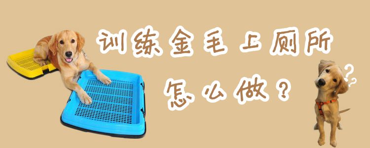 訓練金毛上廁所怎么做