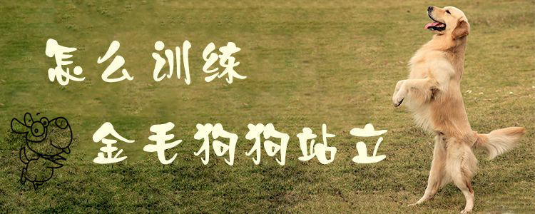 怎么訓(xùn)練金毛狗狗站立1