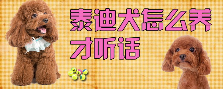 泰迪犬怎么養(yǎng)才聽(tīng)話