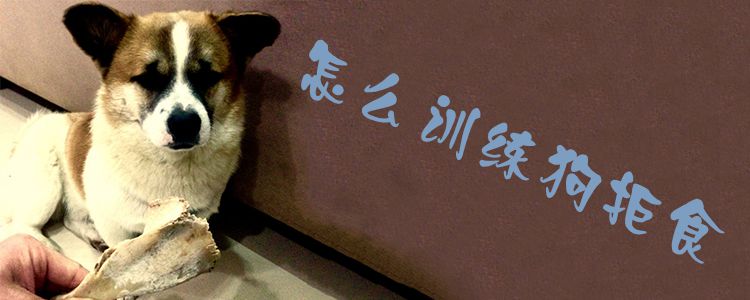 怎么訓練狗拒食