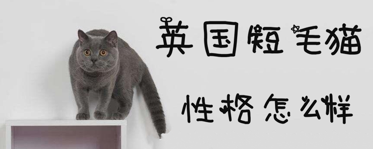 英國短毛貓性格怎么樣