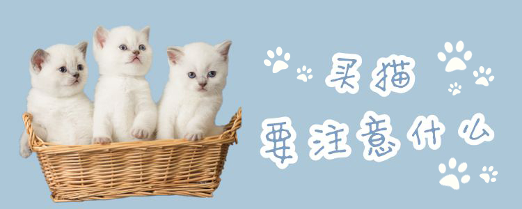 買貓要注意什么