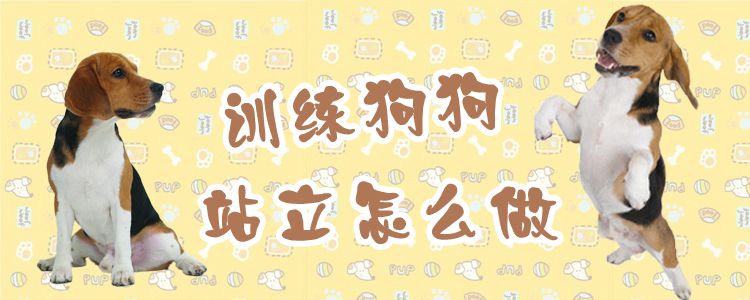 訓練狗狗站立怎么做