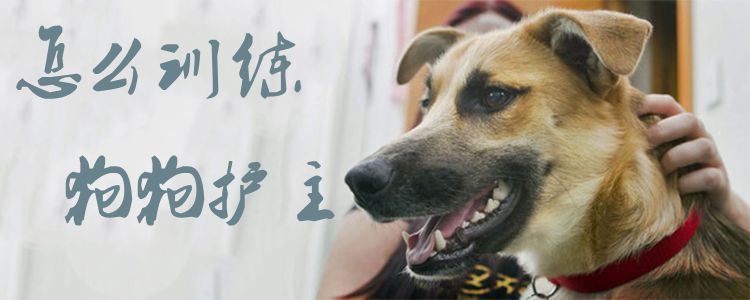 怎么訓練狗狗護主1