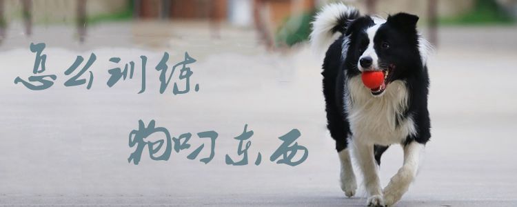 怎么訓練狗叼東西1