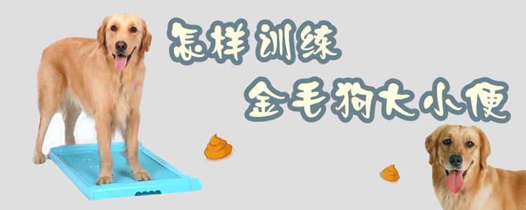 怎樣訓練金毛狗大小便
