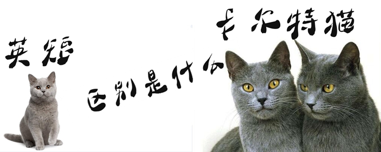 卡爾特貓和英短的區別是什么