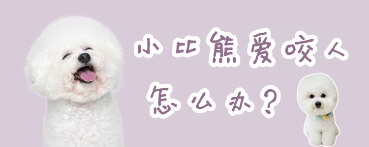 小比熊愛咬人怎么辦