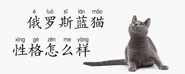 俄羅斯藍貓性格怎么樣