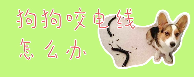 狗狗咬電線怎么辦