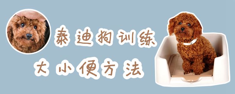 泰迪狗訓練大小便方法
