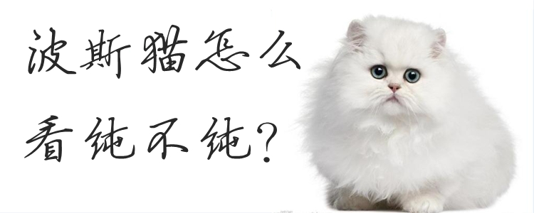 波斯貓怎么看純不純