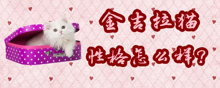 金吉拉貓性格怎么樣