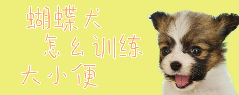 蝴蝶犬怎幺訓練大小便