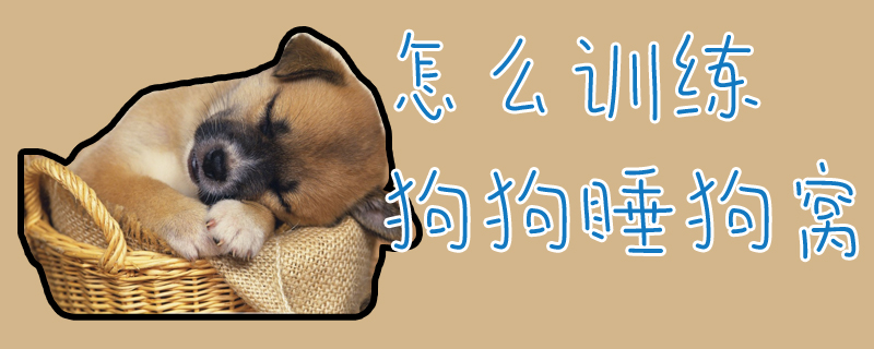 怎么訓練狗狗睡狗窩