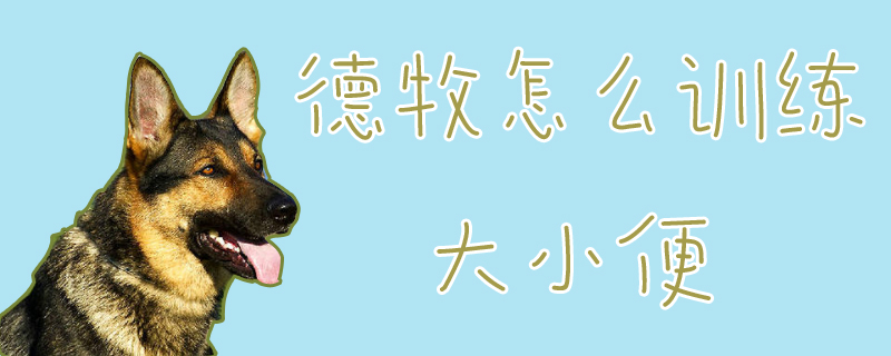 德牧怎么訓練大小便